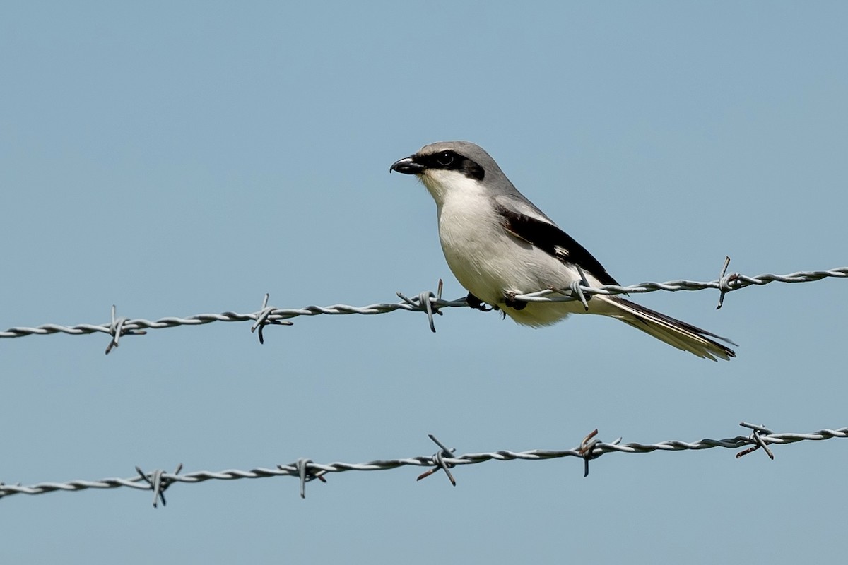 Loggerhead Shrike - ML620224997