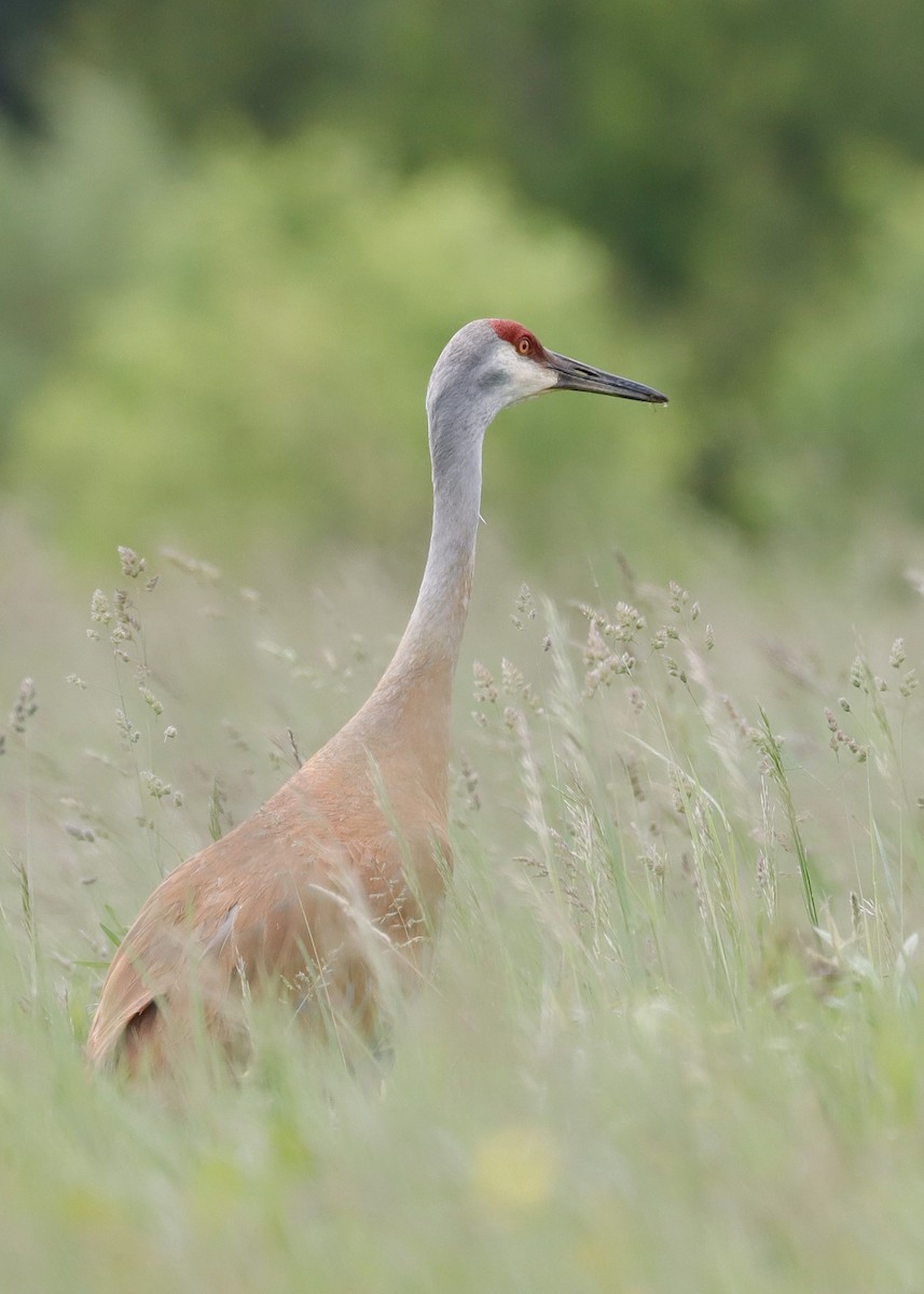 Sandhill Crane - ML620225003