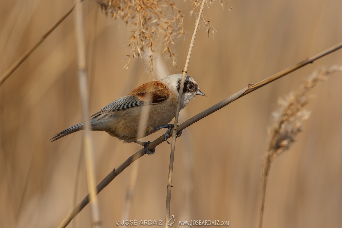 Eurasian Penduline-Tit - ML620225021