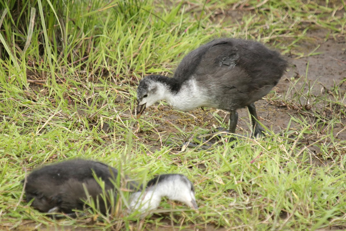 Eurasian Coot - ML620225025