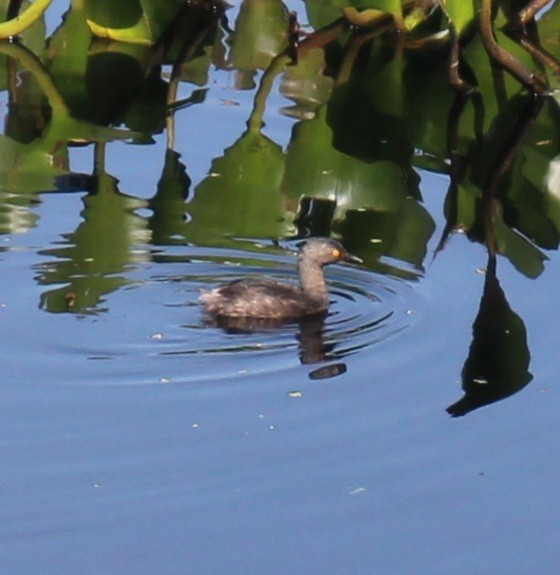 Least Grebe - ML620225027