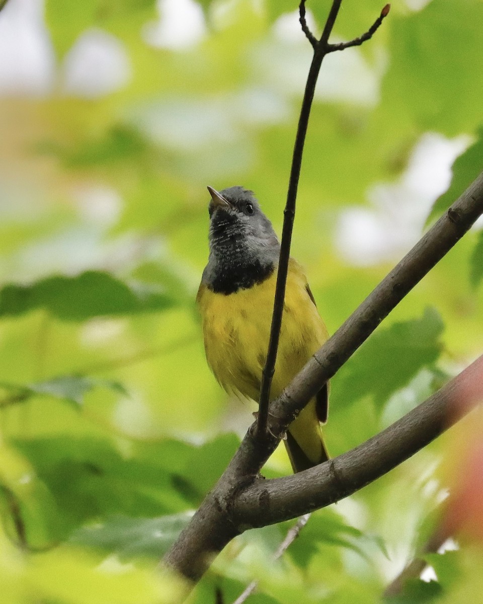 Mourning Warbler - ML620225038