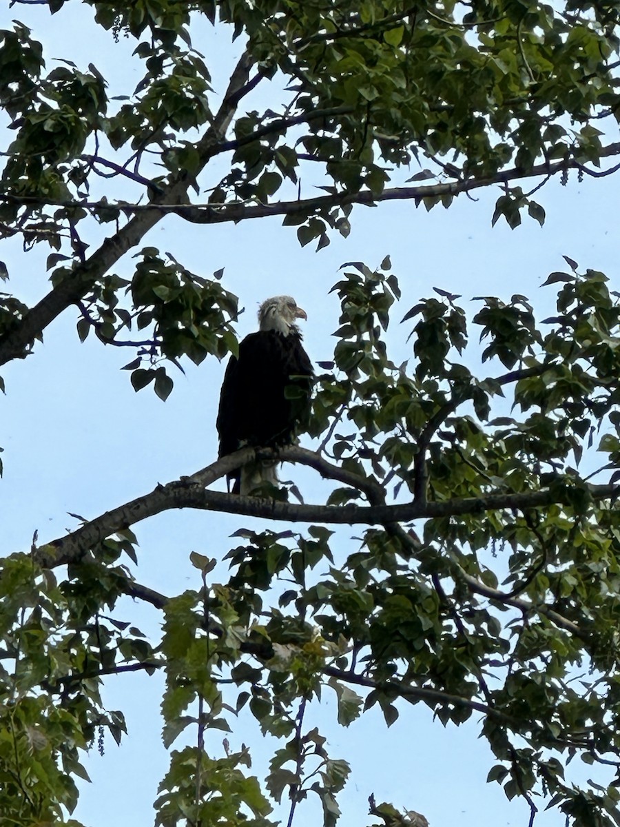 Bald Eagle - Anthony Newcomer