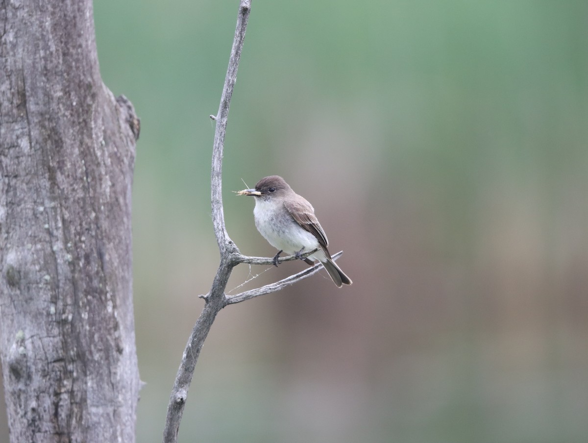 Eastern Phoebe - ML620225051