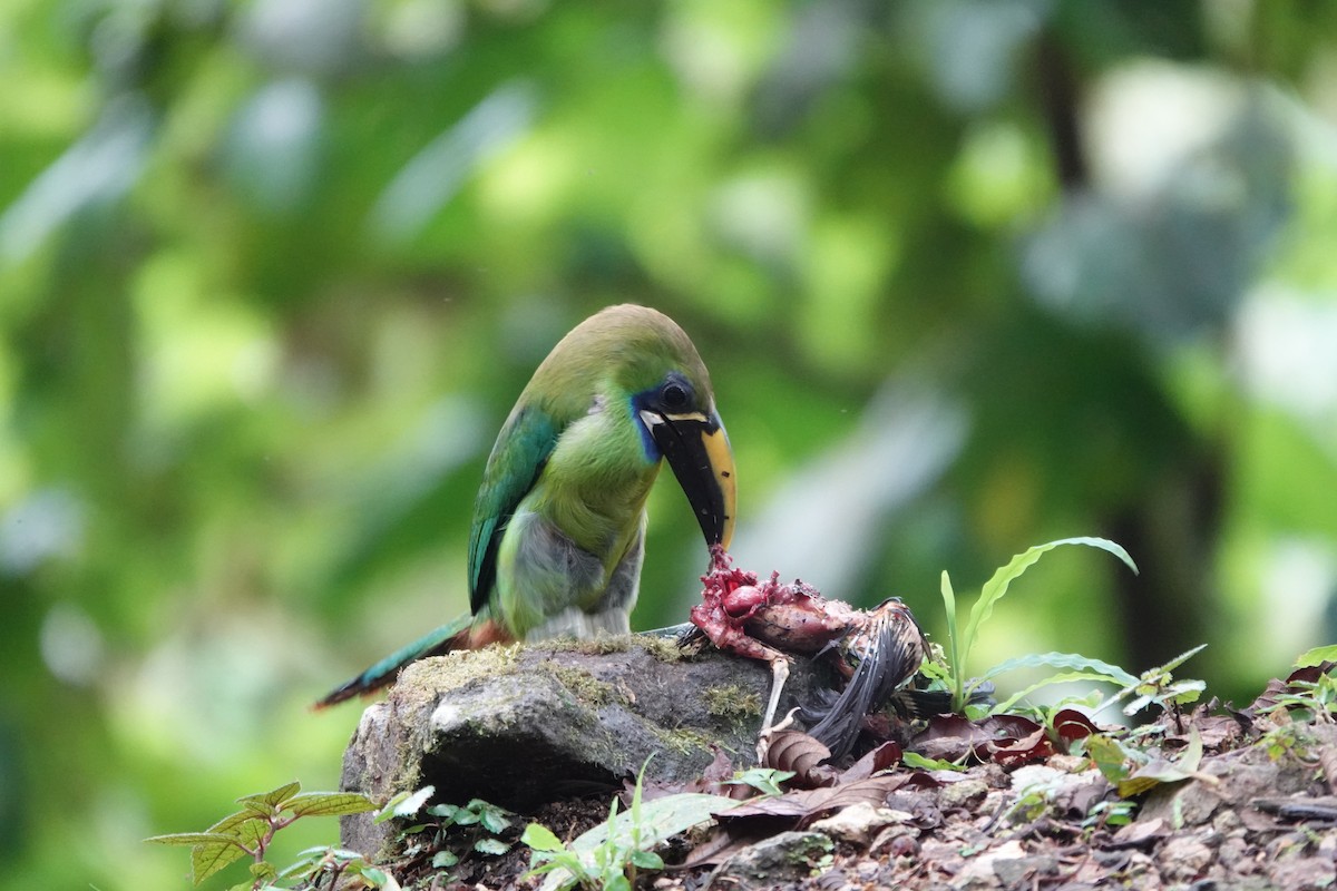 Northern Emerald-Toucanet (Blue-throated) - ML620225066