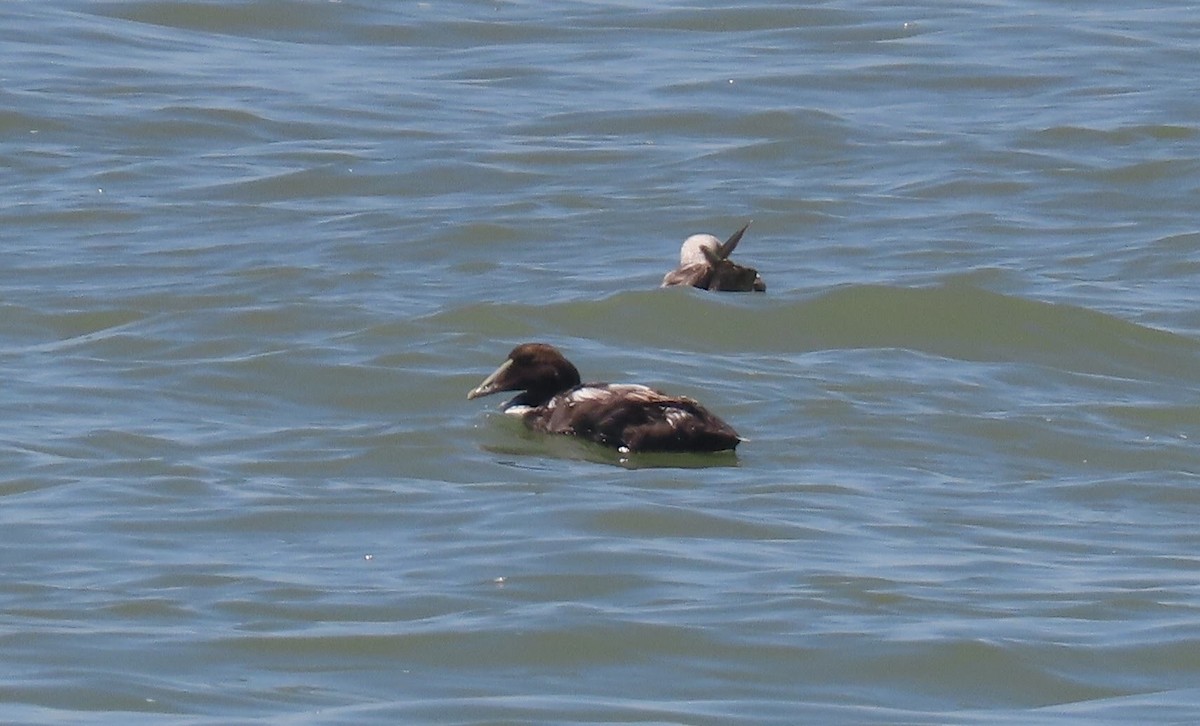 Common Eider - ML620225068