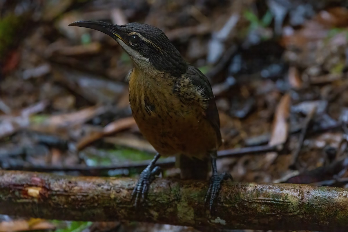 Victoria's Riflebird - ML620225071