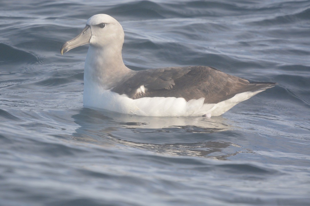 White-capped Albatross - ML620225076