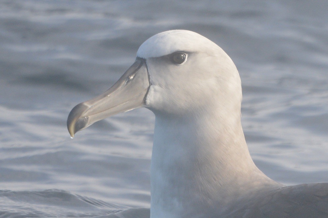 White-capped Albatross - ML620225077