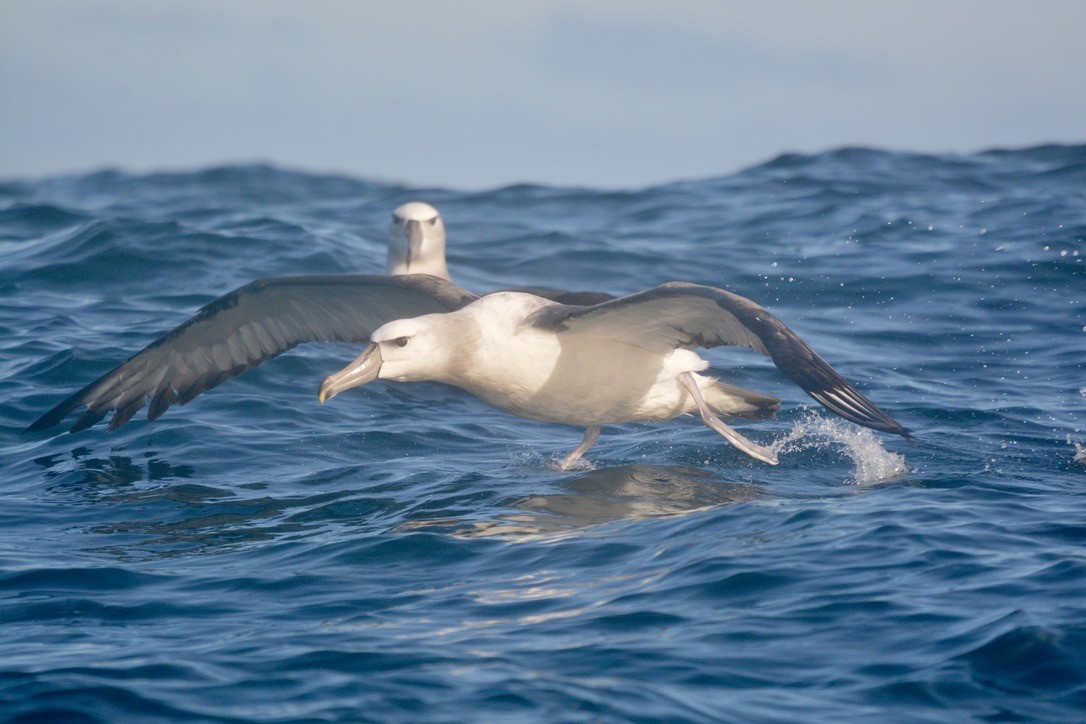 Albatros à cape blanche - ML620225078