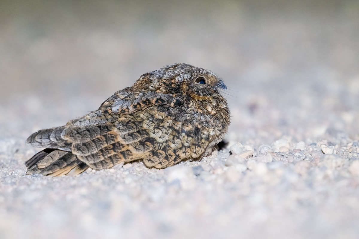 Common Poorwill - ML620225086