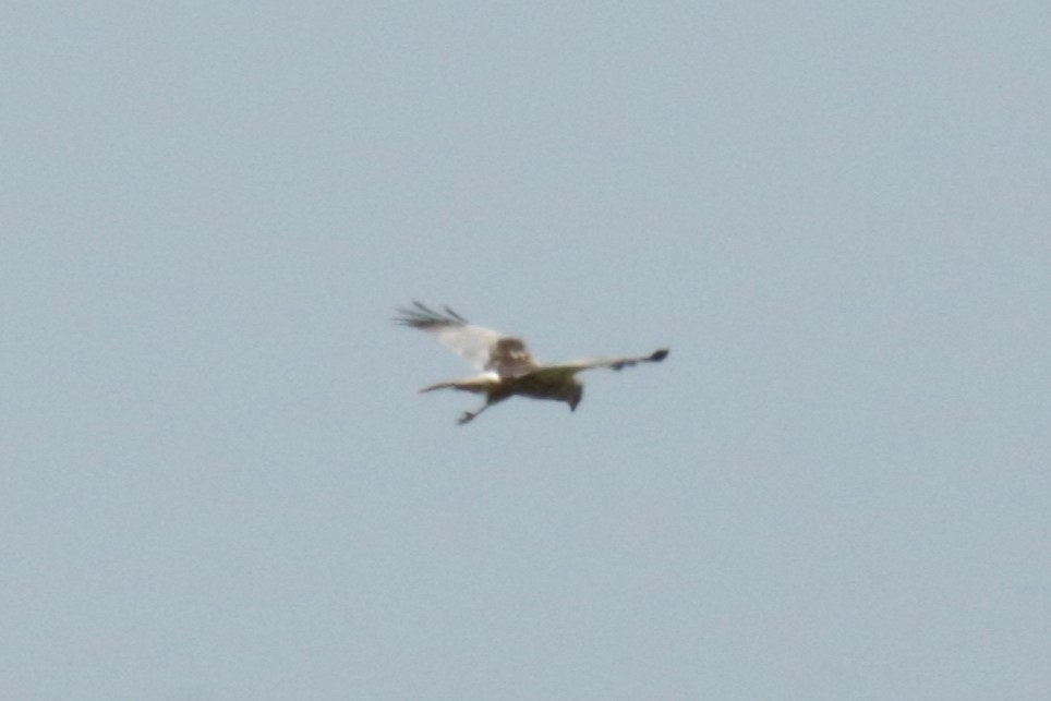 Western Marsh Harrier - ML620225088