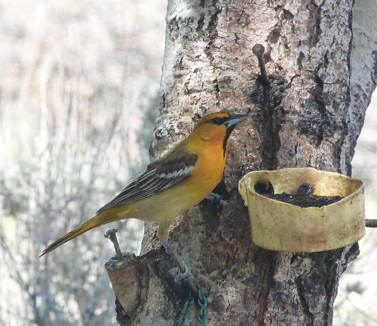 Oriole de Bullock - ML620225089