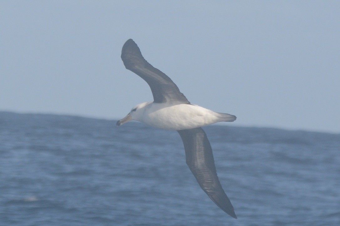 Чернобровый альбатрос - ML620225091