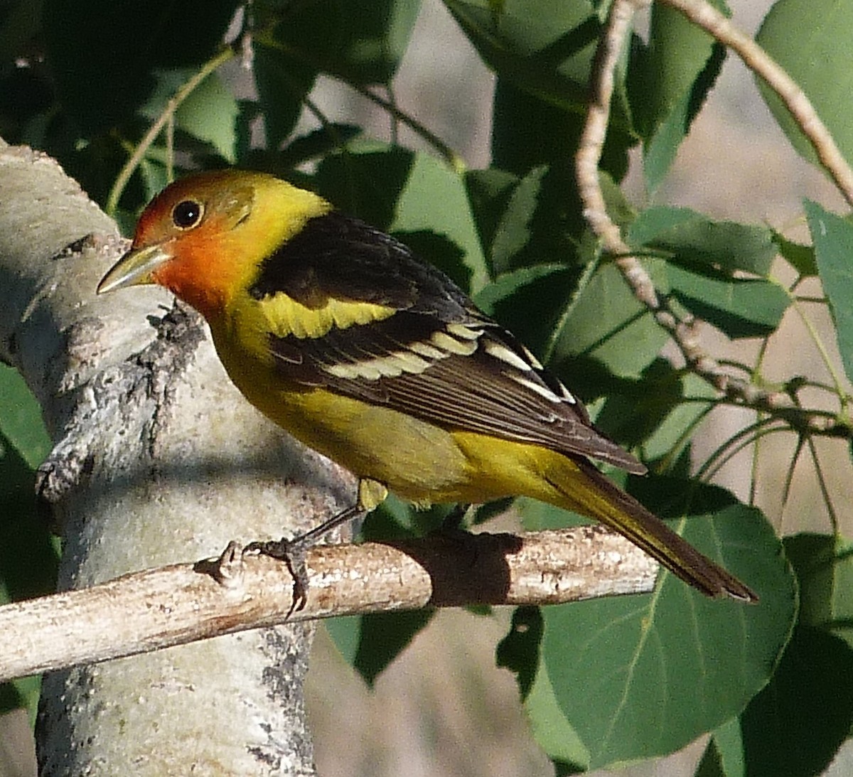 Western Tanager - ML620225096