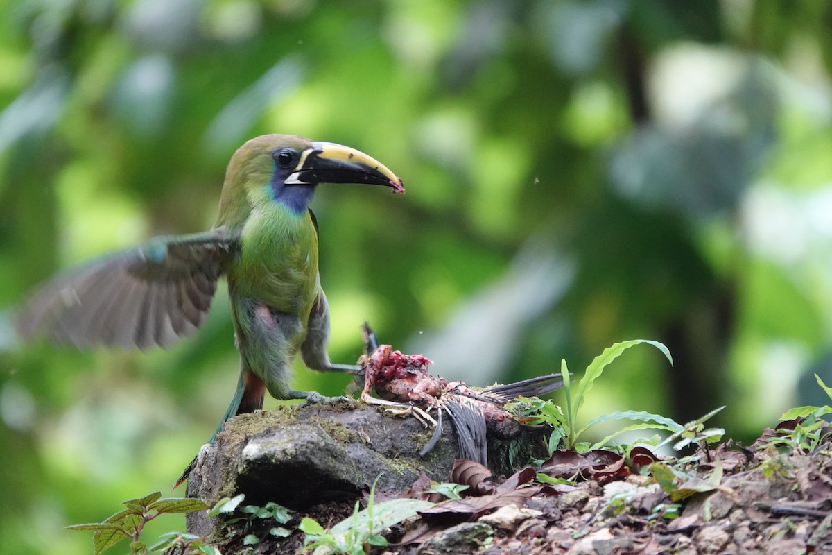 Northern Emerald-Toucanet (Blue-throated) - ML620225098