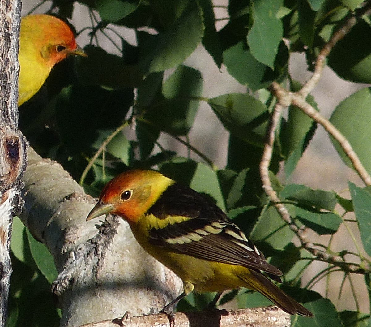 Western Tanager - ML620225101