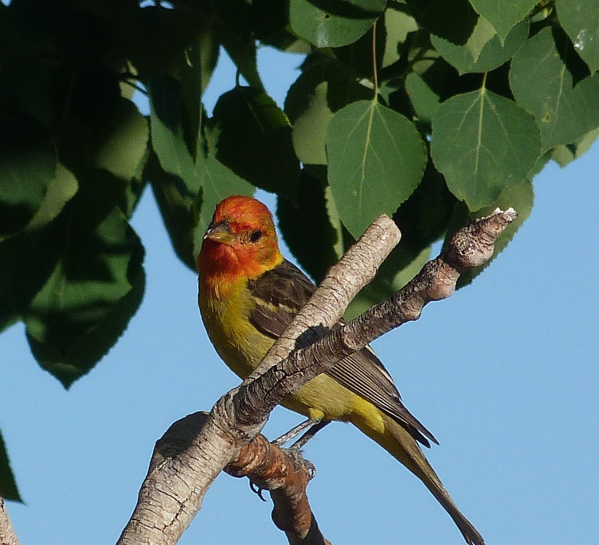 Western Tanager - ML620225103