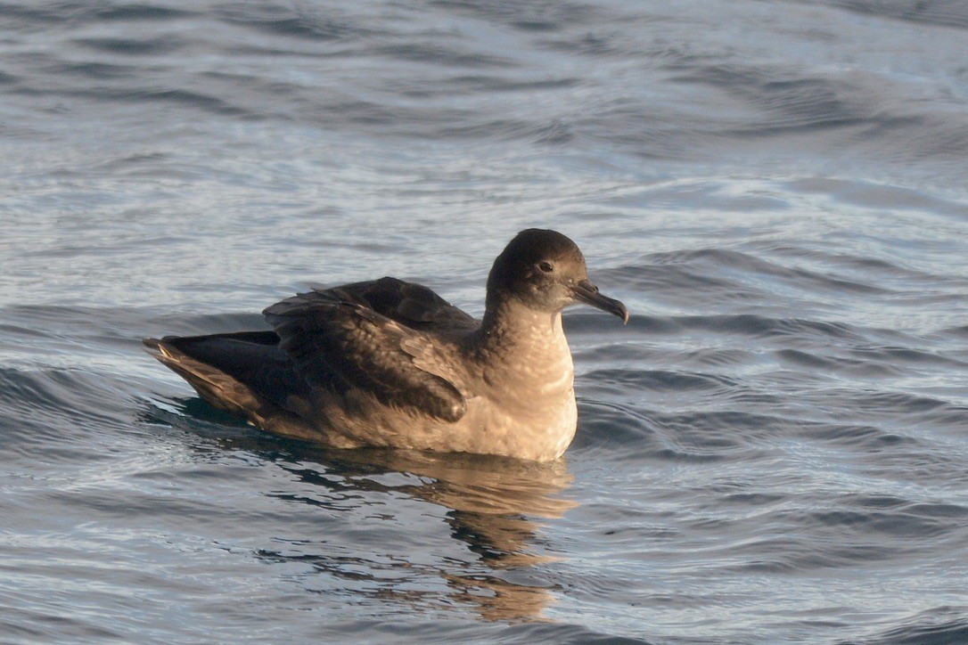 Sooty Shearwater - ML620225113