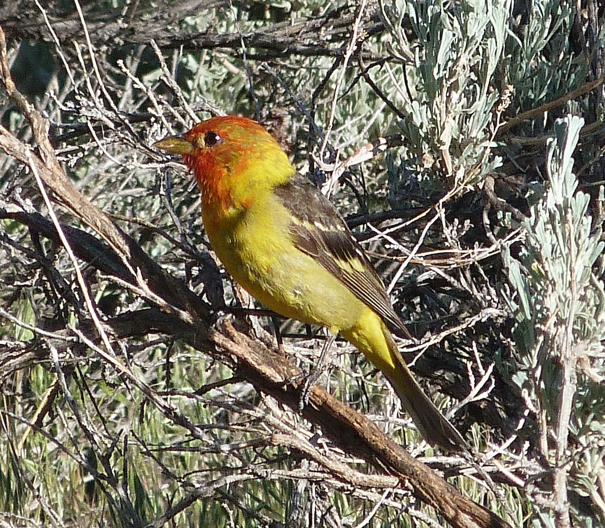 Western Tanager - ML620225119