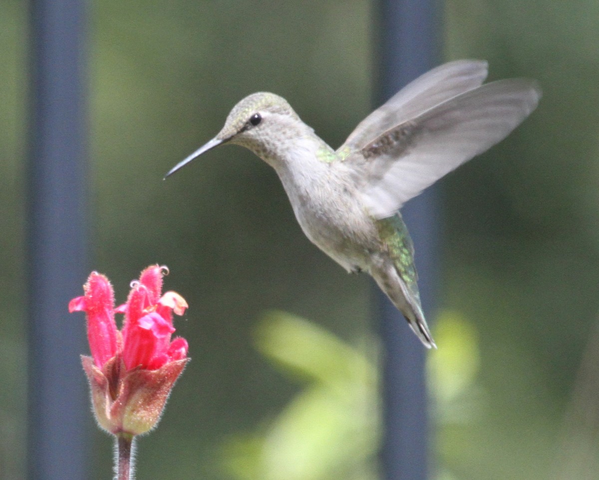 hummingbird sp. - ML620225125