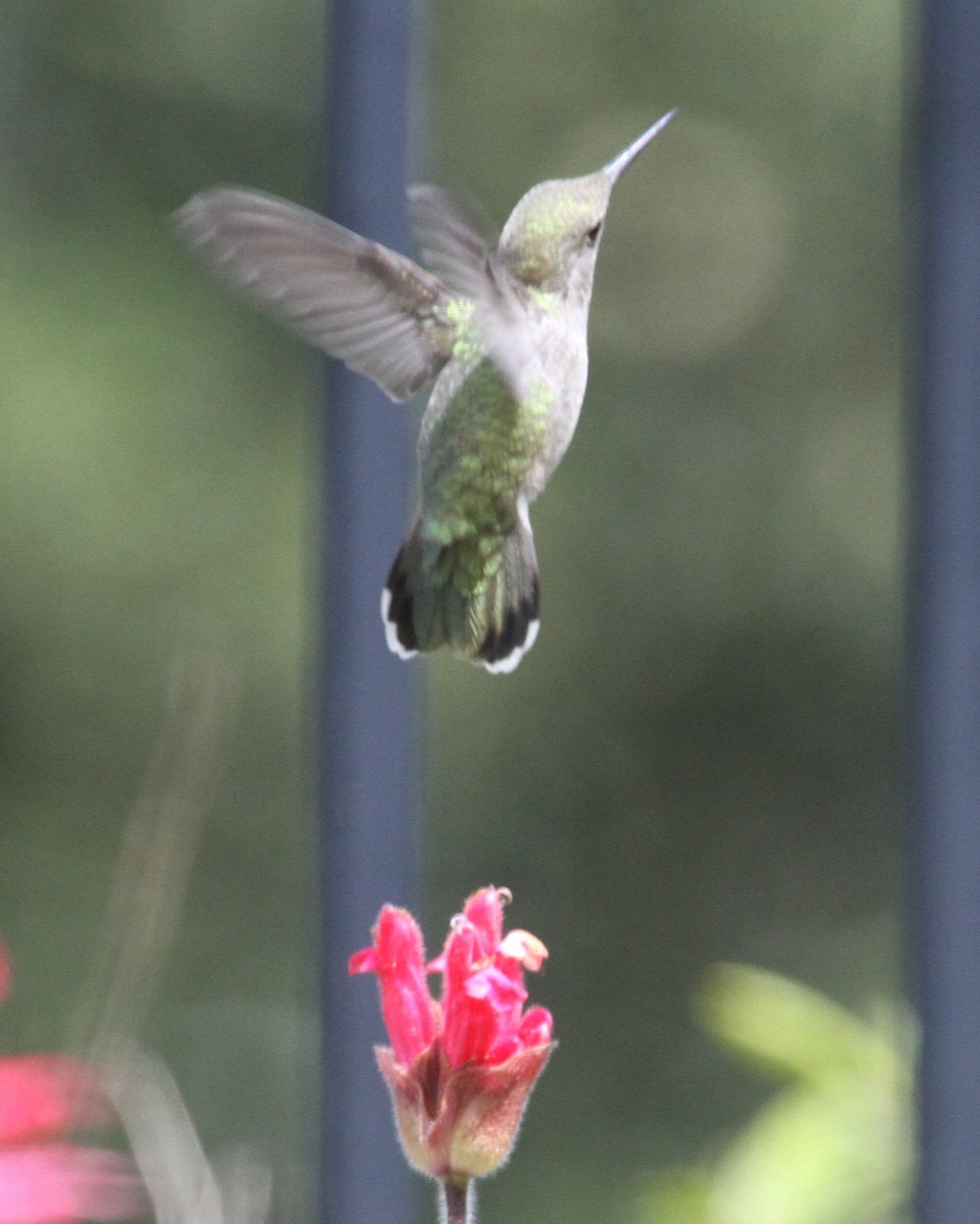 hummingbird sp. - ML620225126