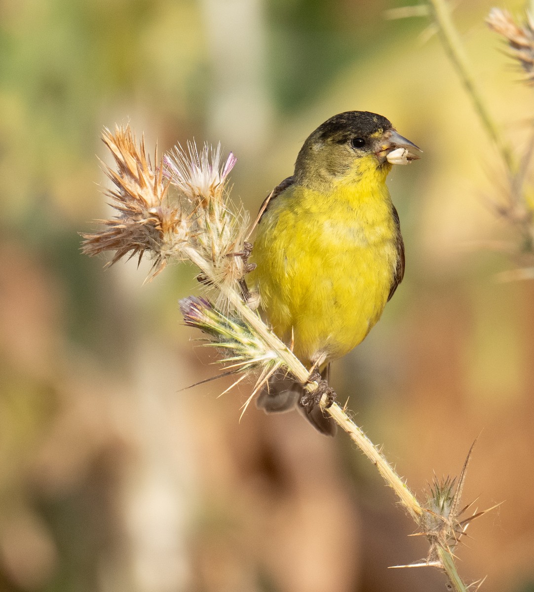 Lesser Goldfinch - ML620225130