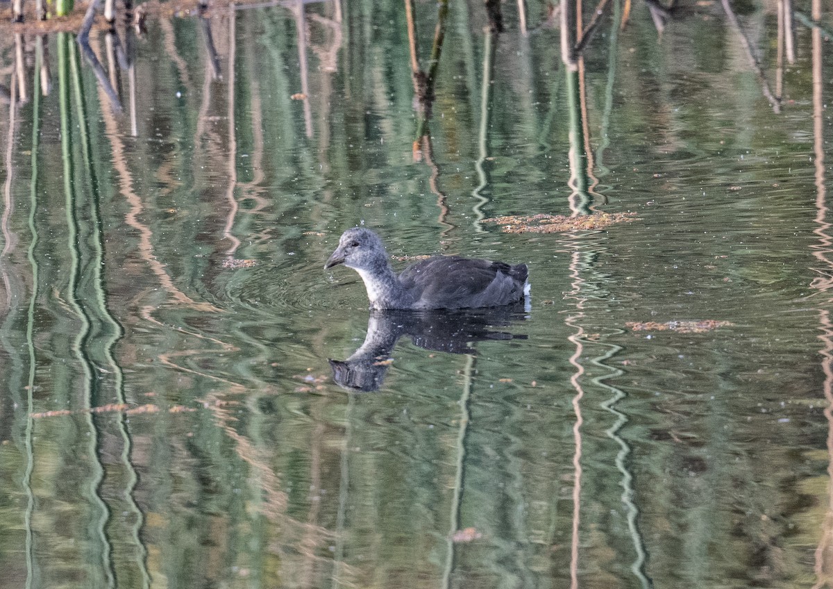 American Coot - ML620225136