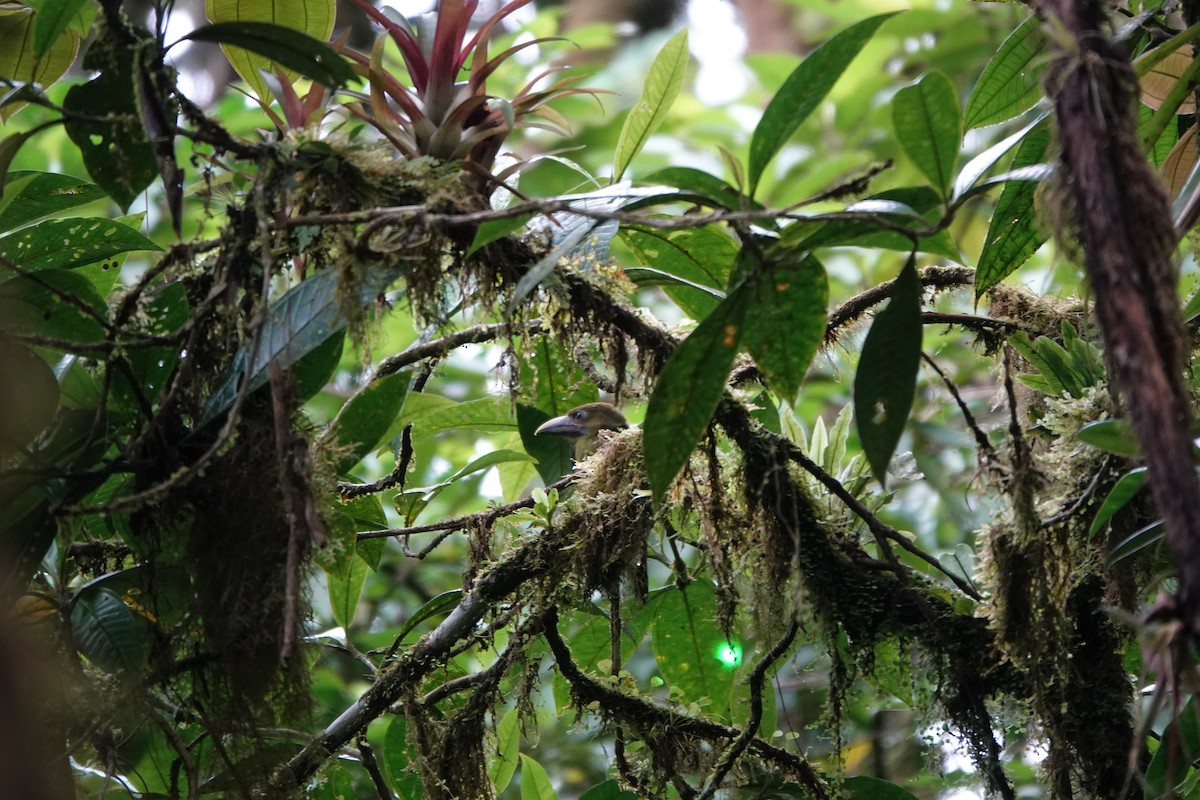 arassari smaragdový (ssp. caeruleogularis) - ML620225138