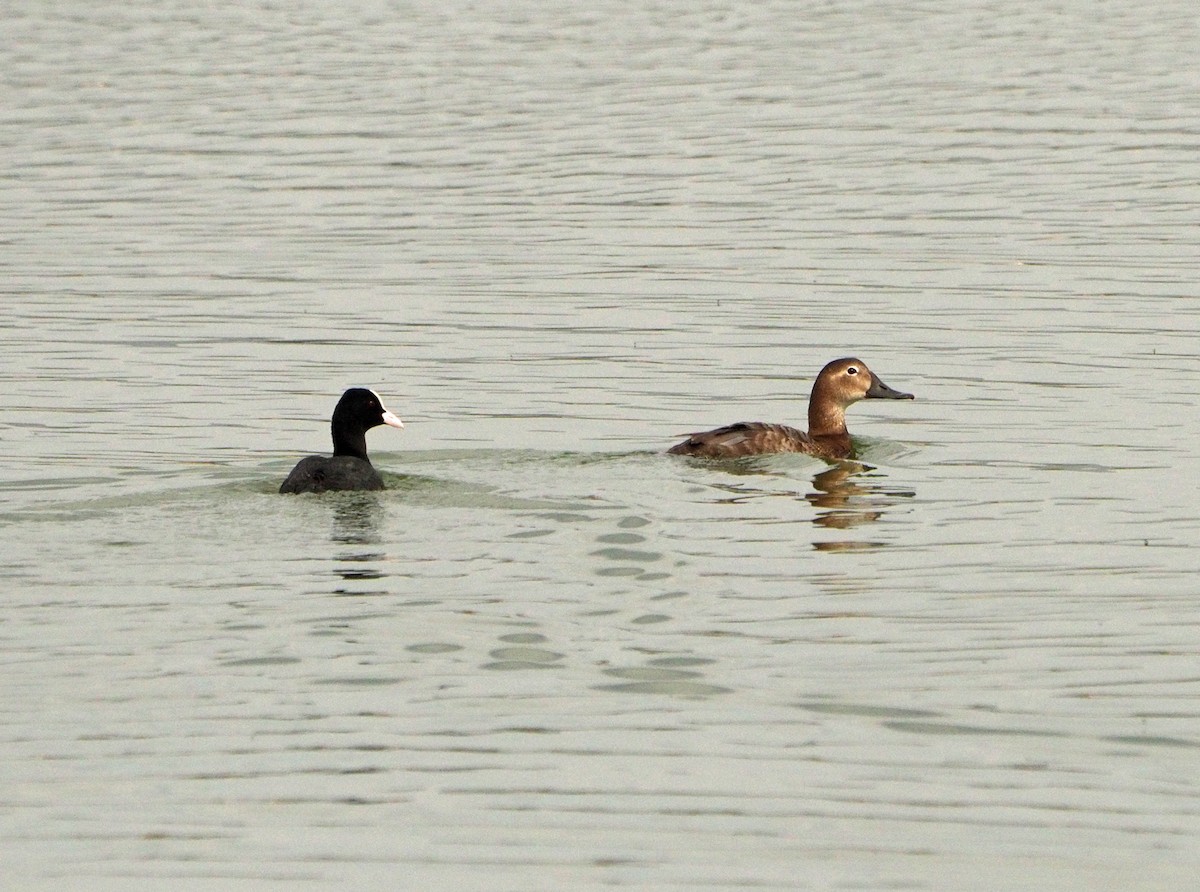 Eurasian Coot - ML620225139