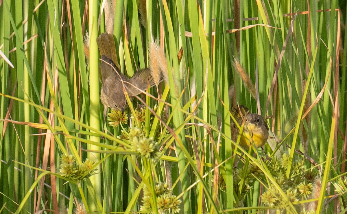 Common Yellowthroat - ML620225142