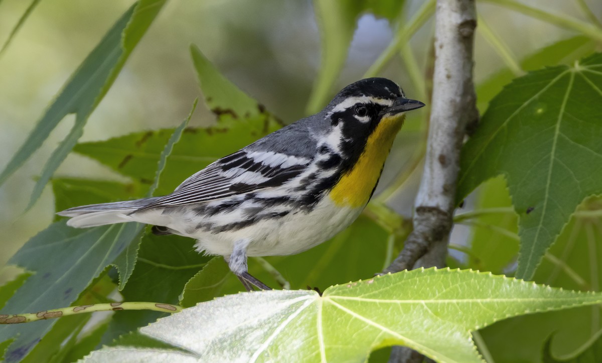 Yellow-throated Warbler - ML620225149