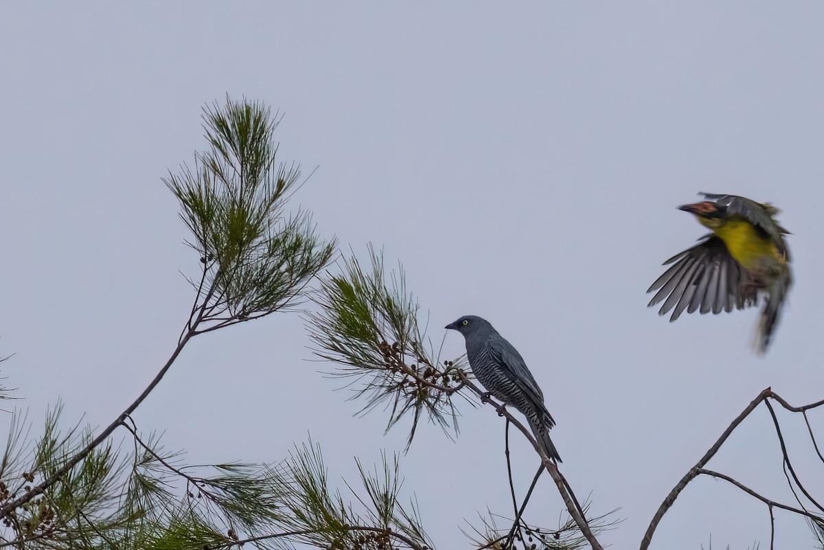 Barred Cuckooshrike - ML620225152