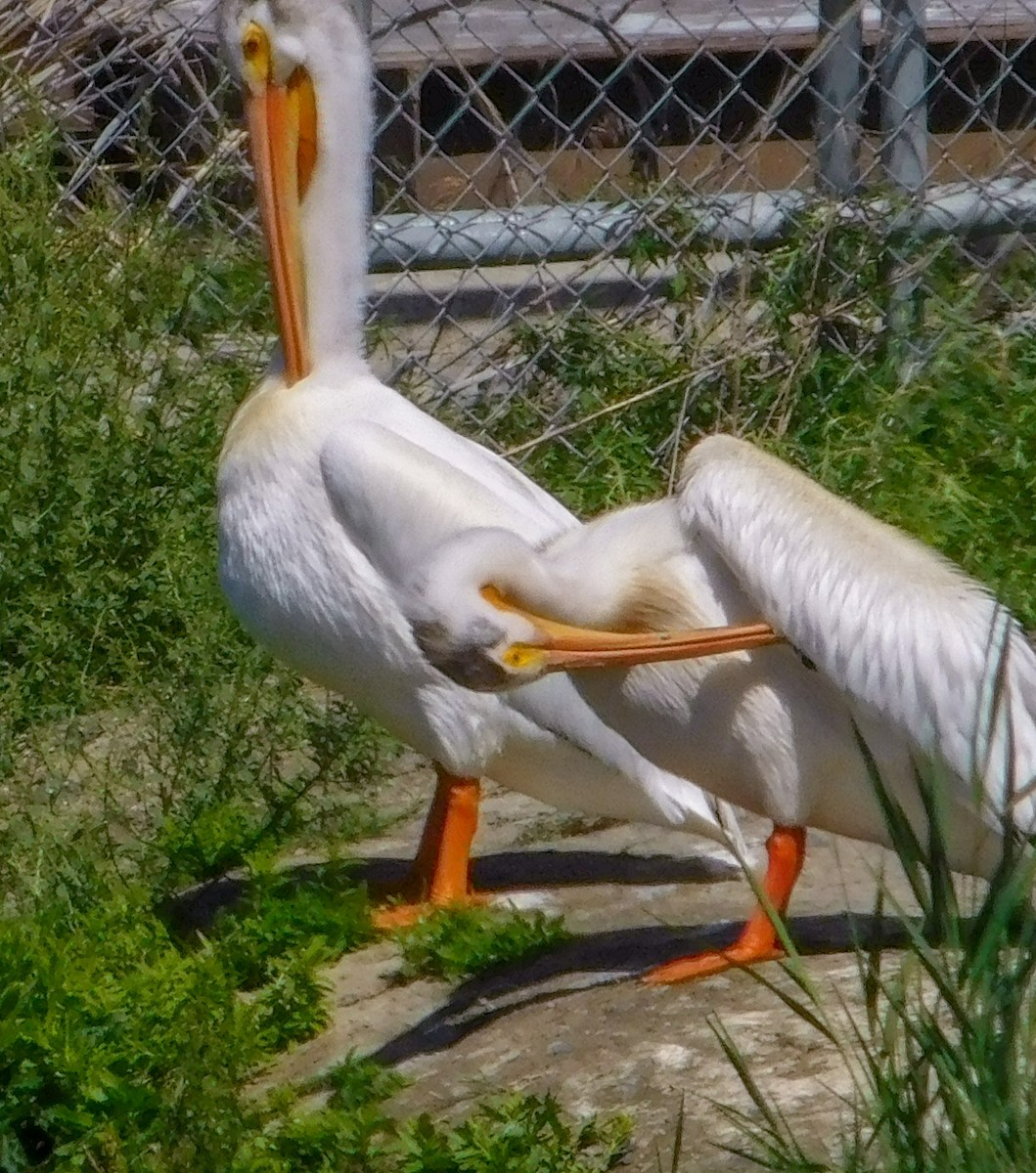 American White Pelican - ML620225179