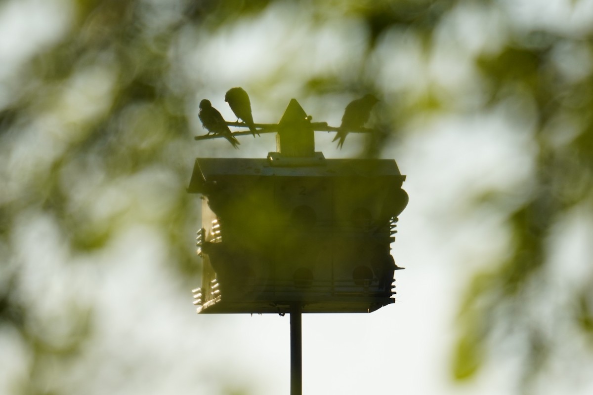 Purple Martin - ML620225180