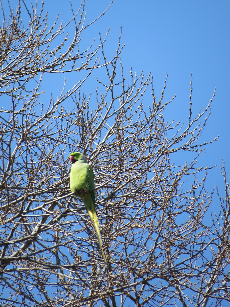 Rose-ringed Parakeet - ML620225195