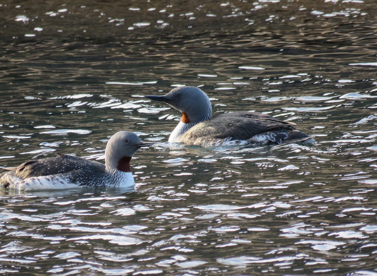 Red-throated Loon - ML620225198