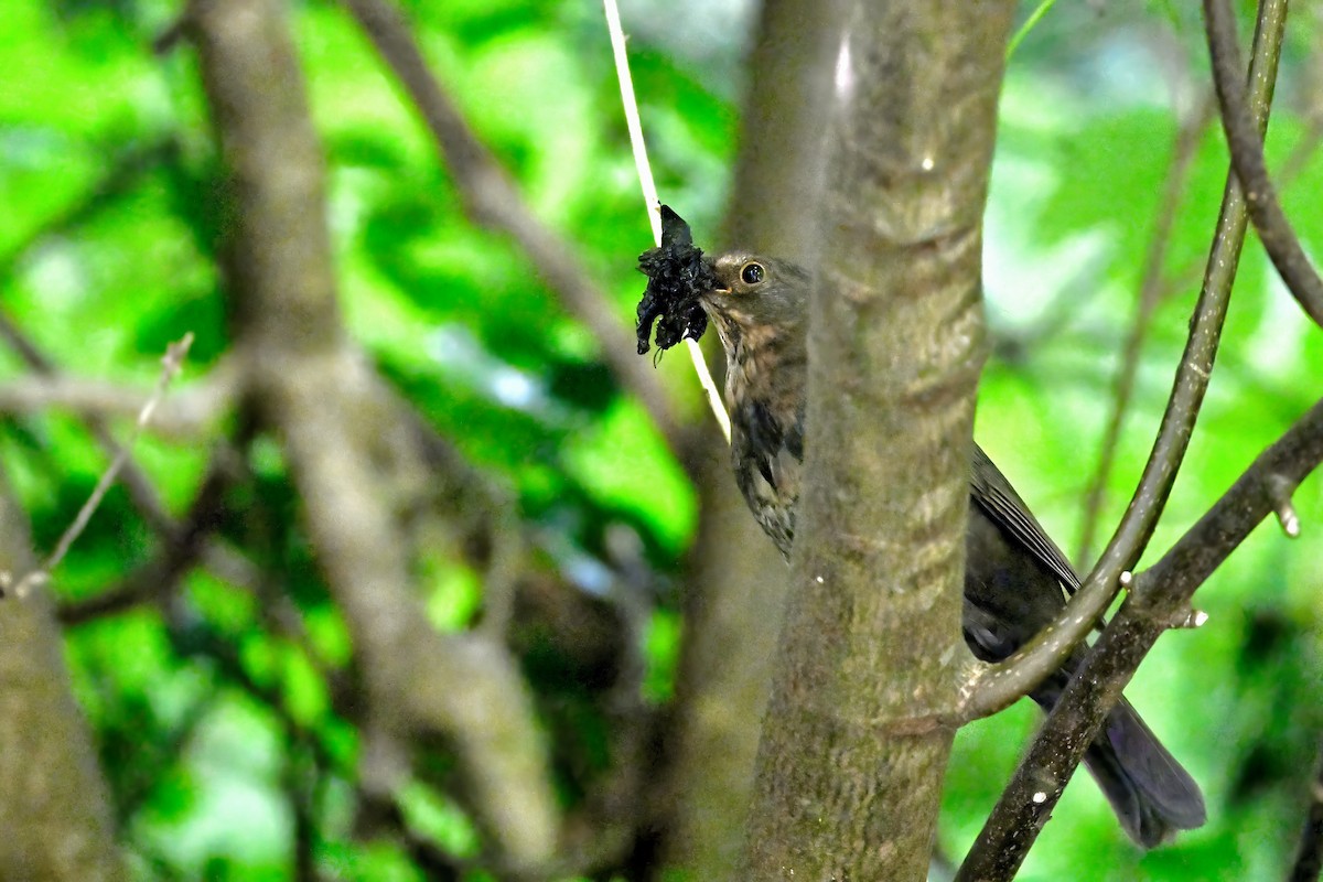 Song Thrush - ML620225203