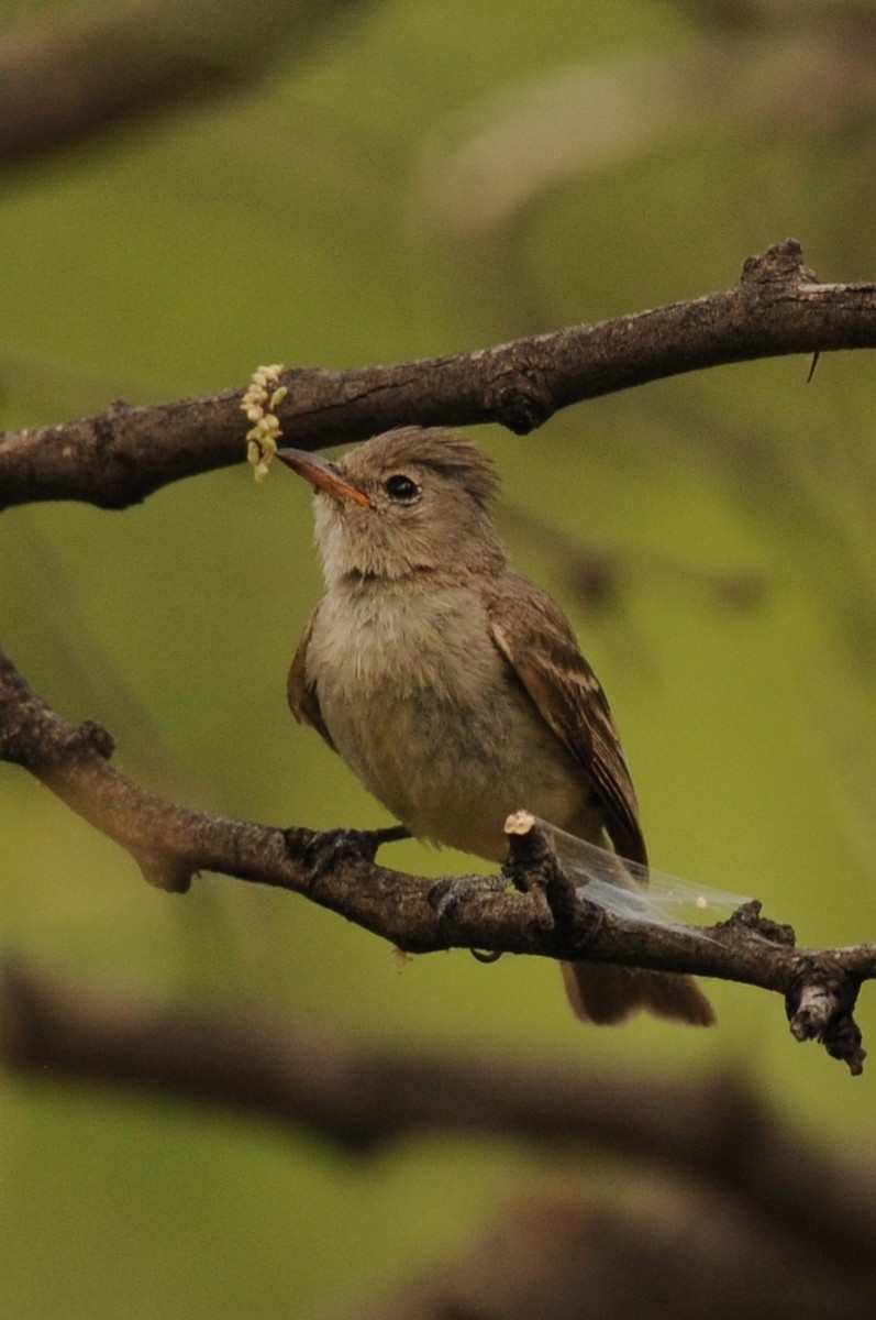 Northern Beardless-Tyrannulet - ML620225205