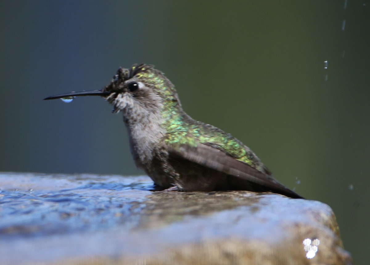 hummingbird sp. - ML620225208