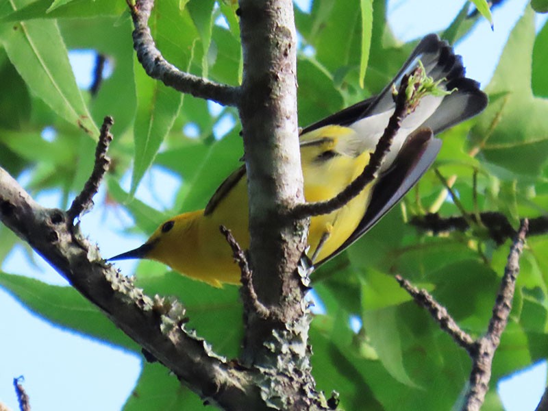 Prothonotary Warbler - ML620225210