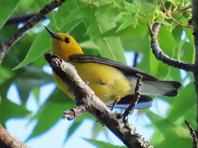 Prothonotary Warbler - ML620225211