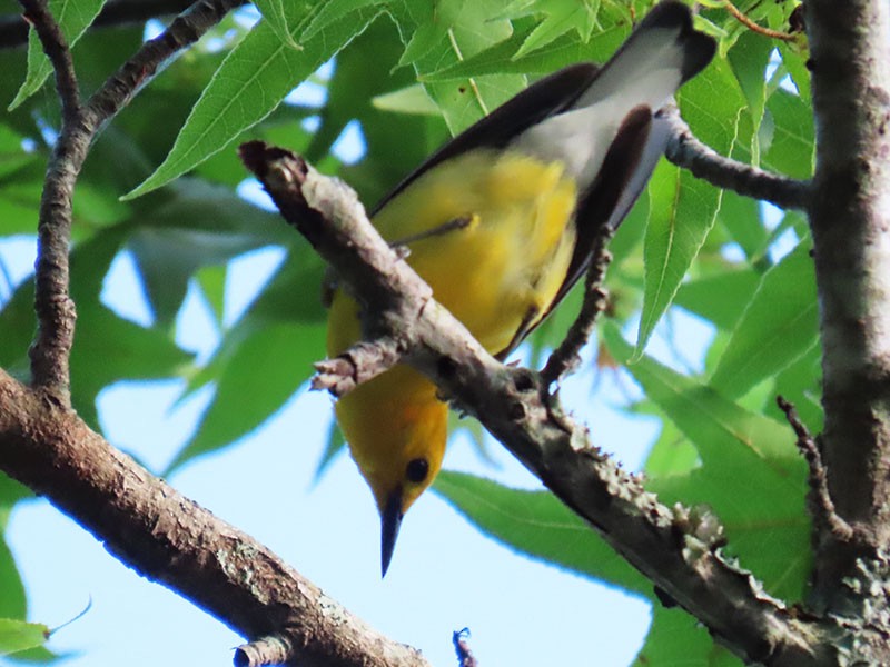 Prothonotary Warbler - ML620225212