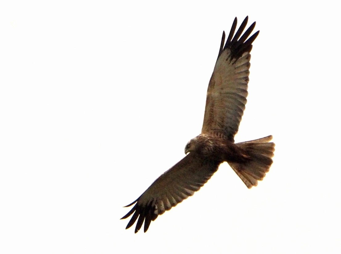 Western Marsh Harrier - ML620225220