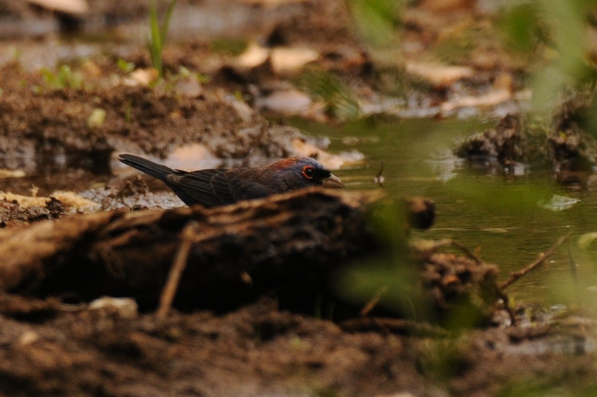 Varied Bunting - ML620225230