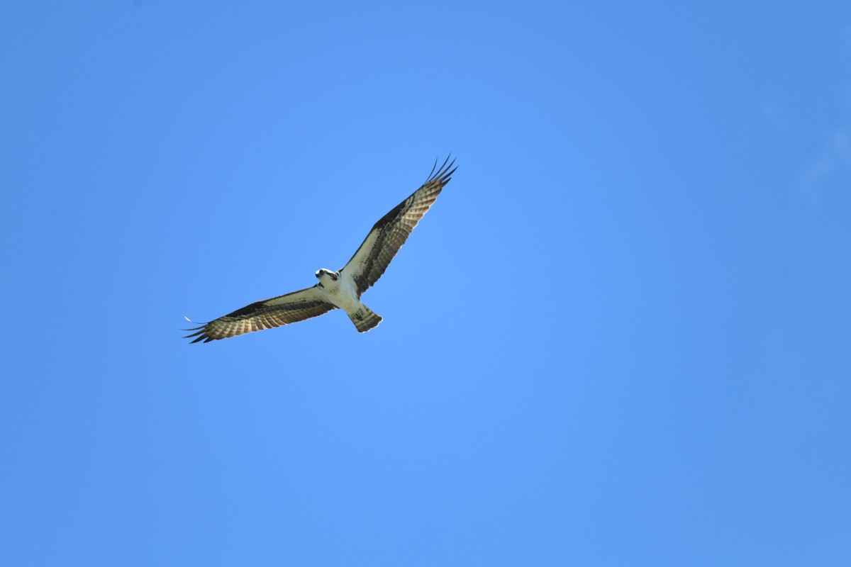 Osprey - joe demko