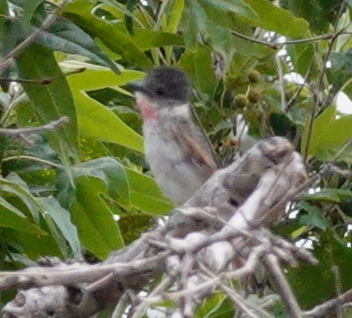 Rose-throated Becard - ML620225240