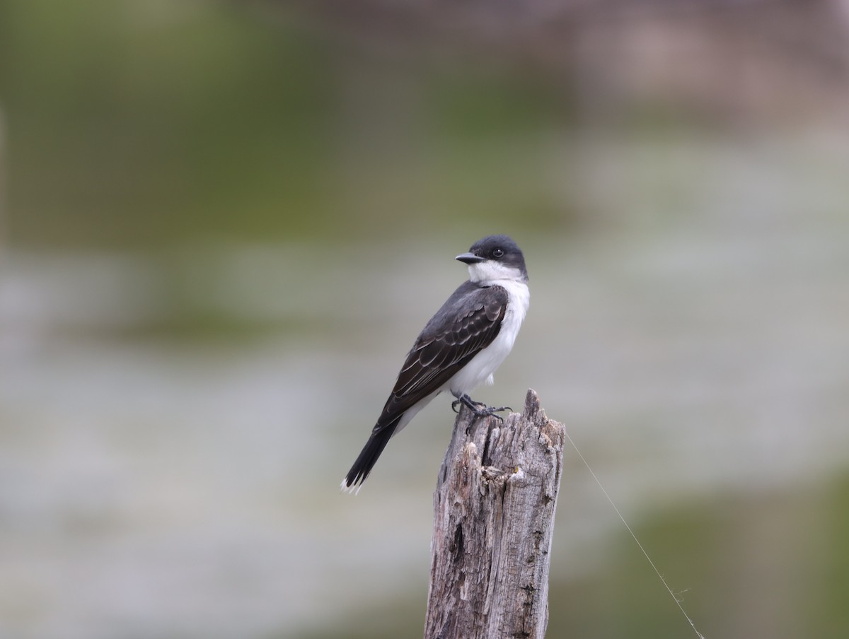 Eastern Kingbird - ML620225246