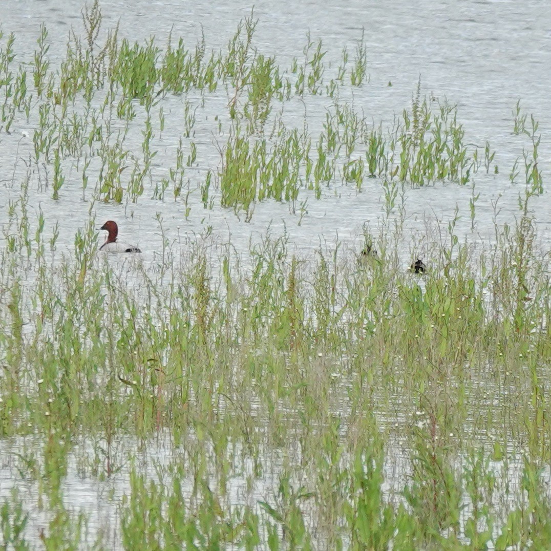 Common Pochard - ML620225258