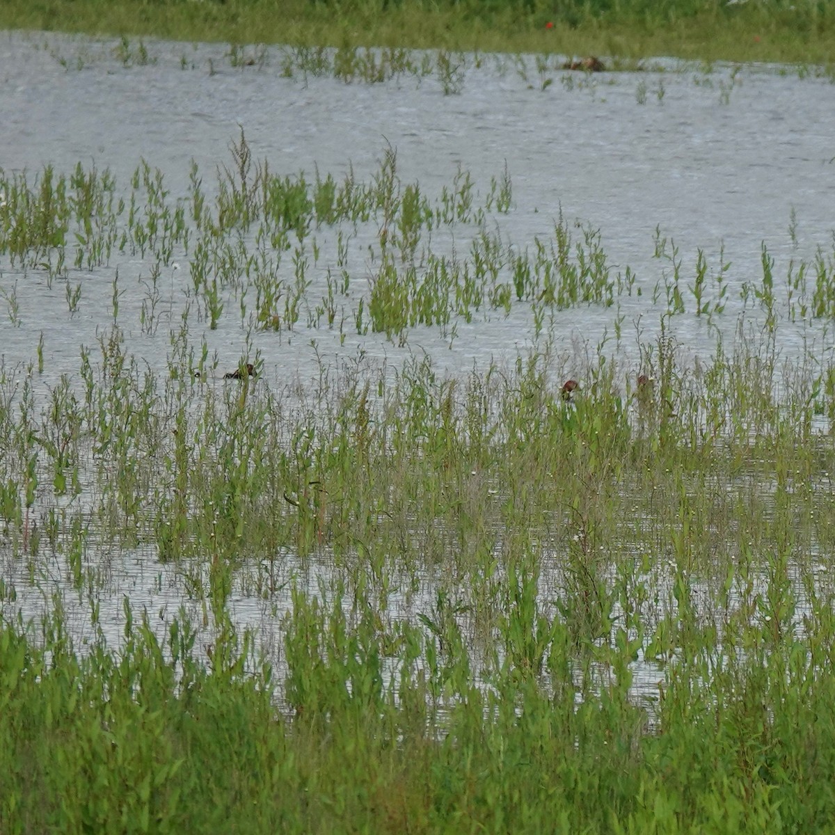 Common Pochard - ML620225259